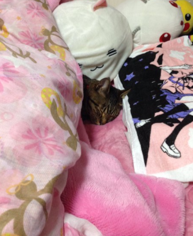 кот спит под одеялом